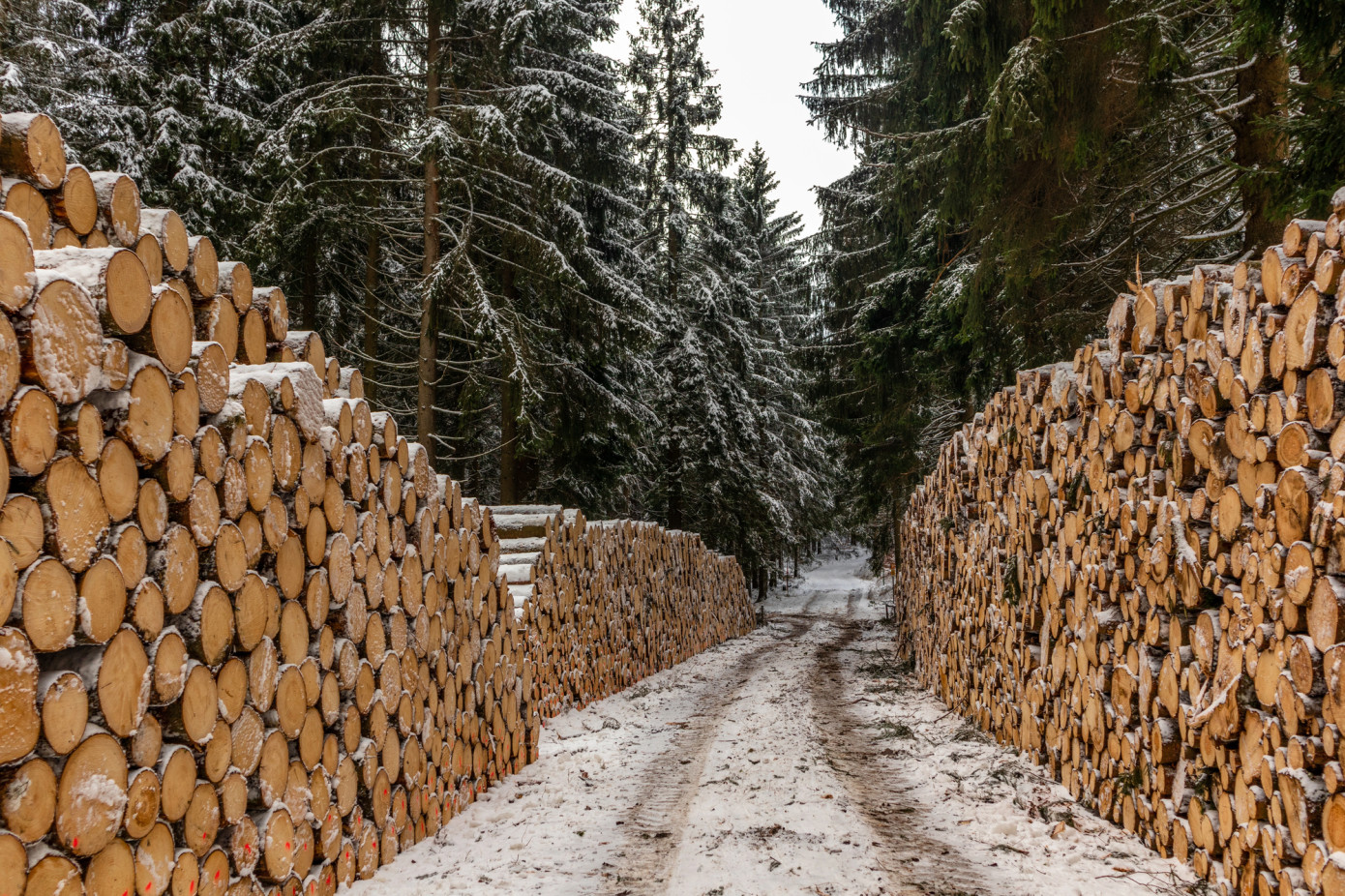 Finland’s stumpage earnings rise 3% in real terms in 2025