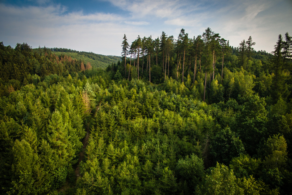 War intensifies forest fire risks in Ukraine
