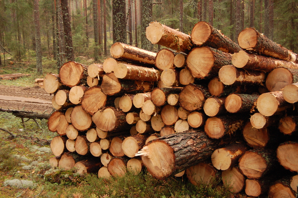 Exports of logs from New Zealand expand 13% in March
