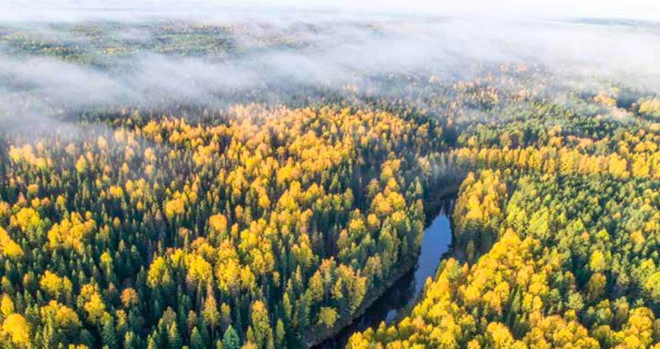Группа «Илим» завершает лесоустроительные работы в Архангельской обл.