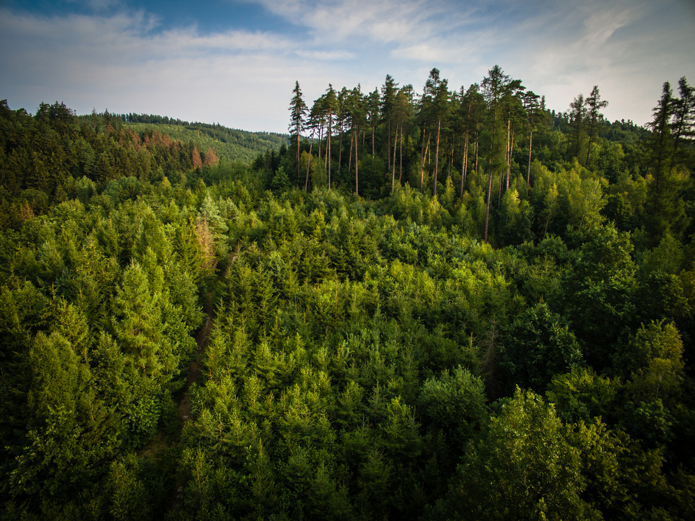 Reliance Forest Fibre unifies planning with Remsoft
