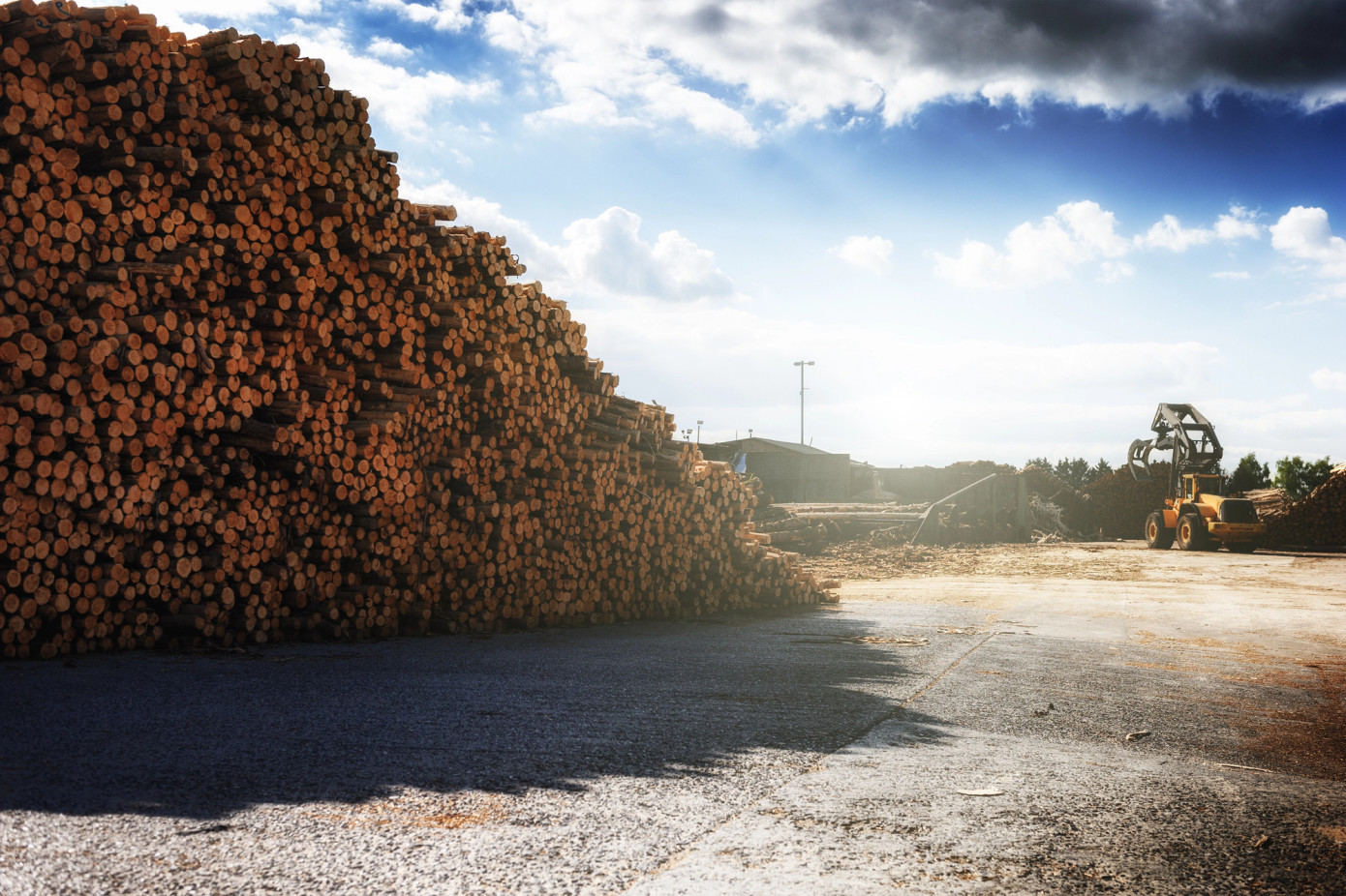 Austrian spruce sawlog prices increase 0.9% in August