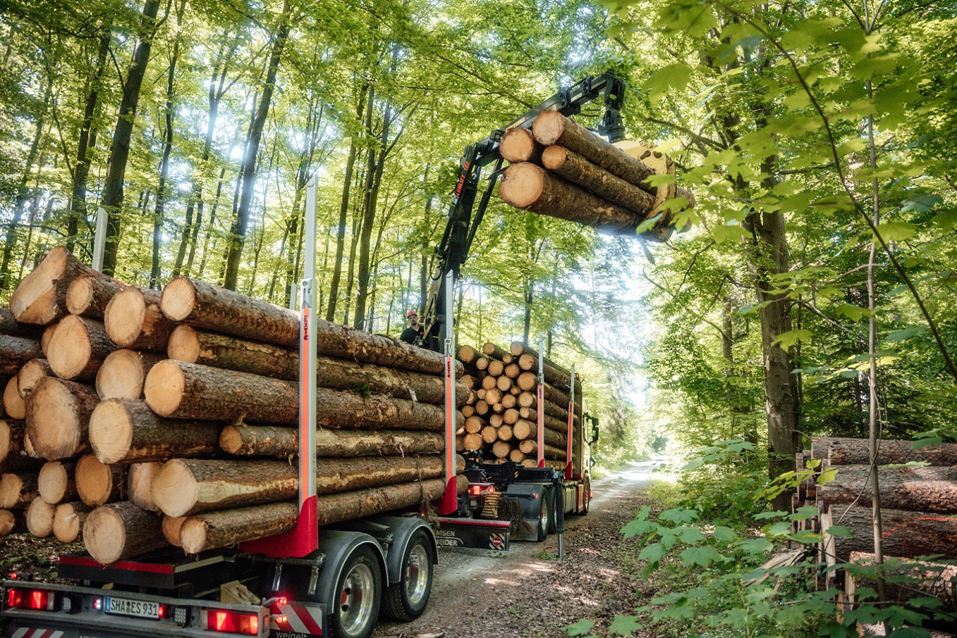 Mellanskog reduces timber prices in Sweden from September