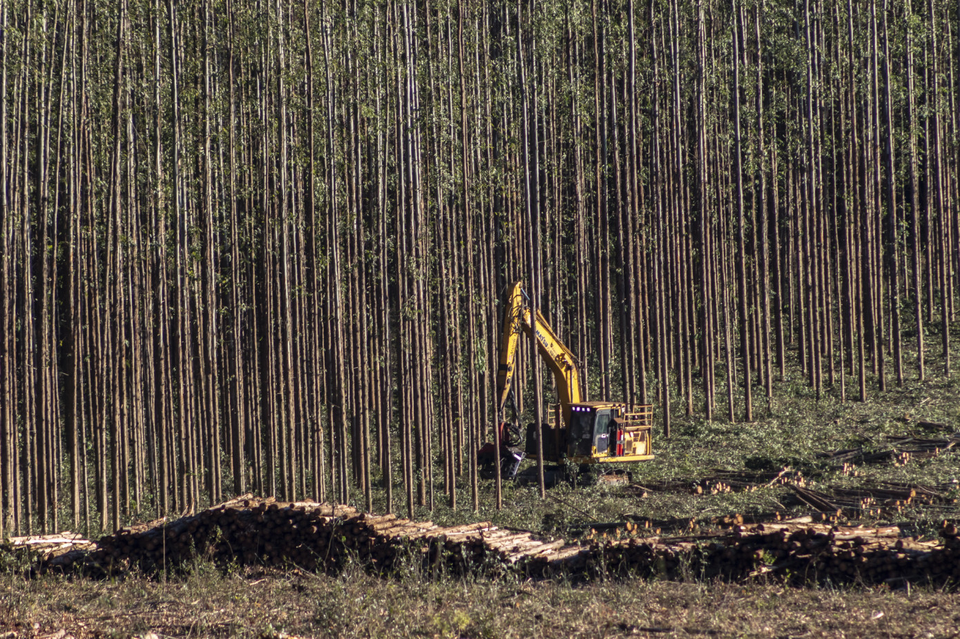 China"s exchange pulp stocks rise for fourth straight week
