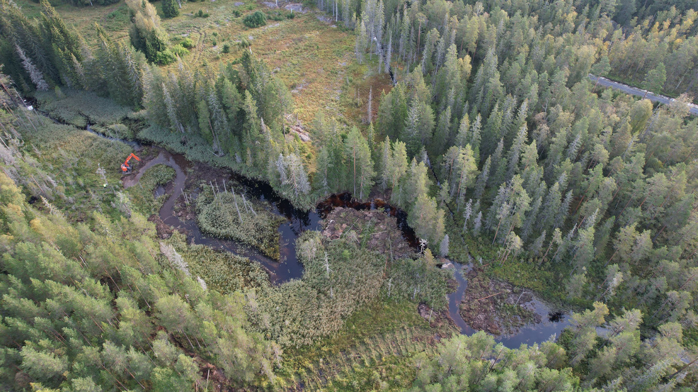 В марте площадь рубок главного пользования в Швеции выросла на 6%