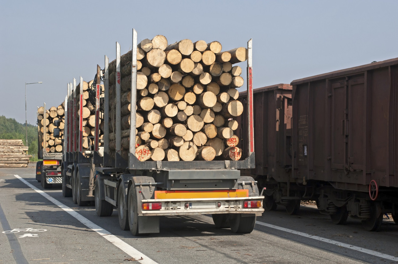 Finland"s roundwood purchases rise 50% in September