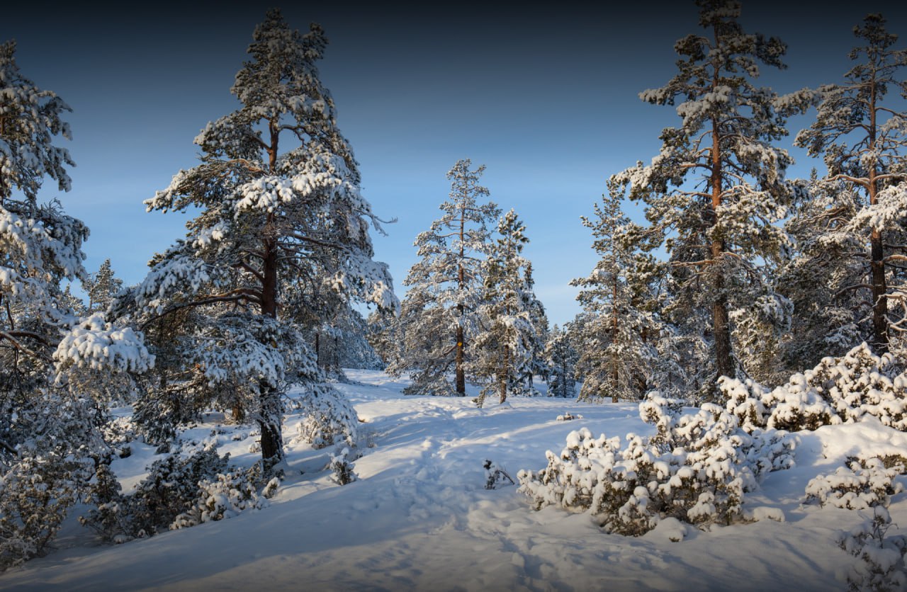 В России растут лесные доходы