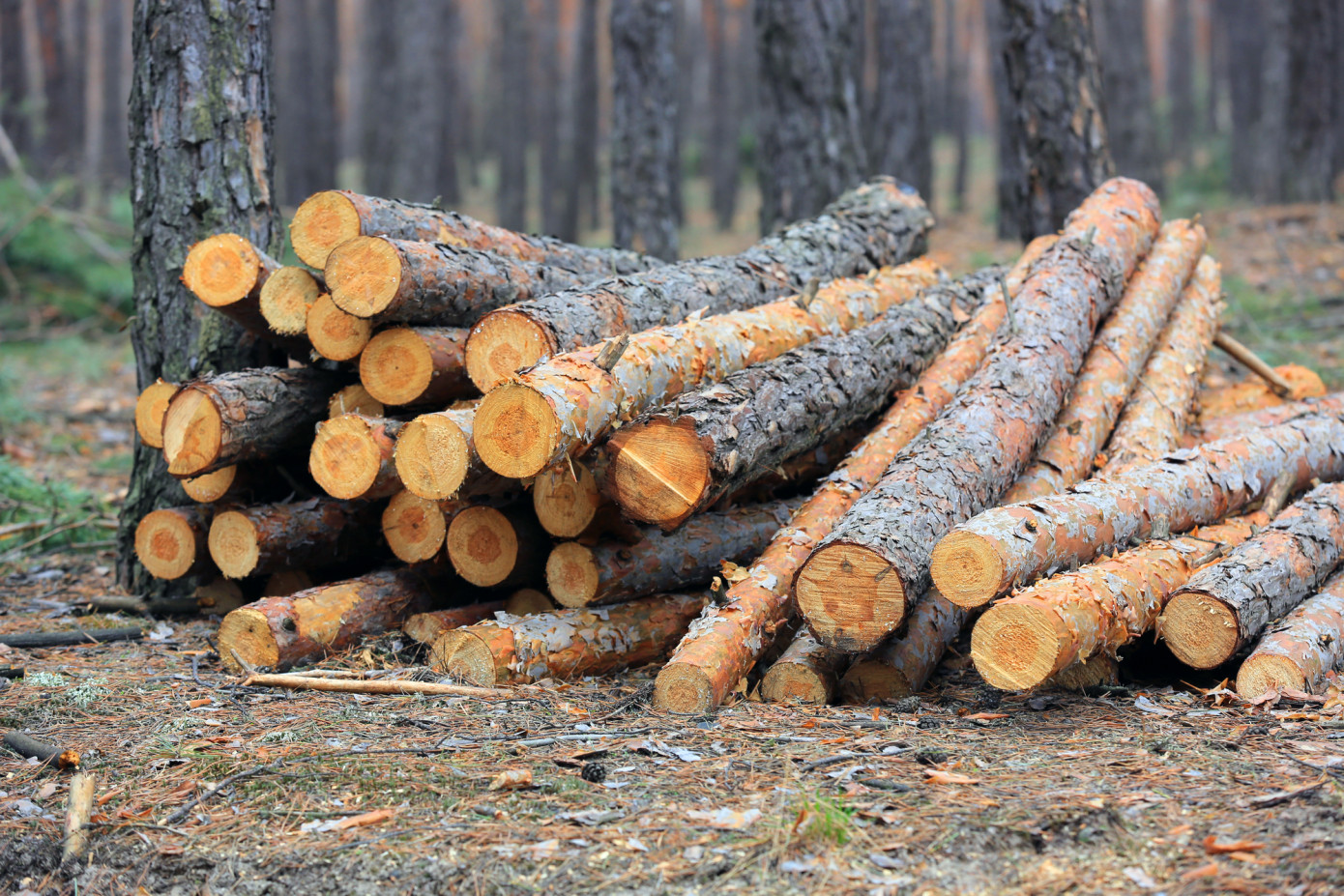 Exports of logs from Lithuania fall 58% in June