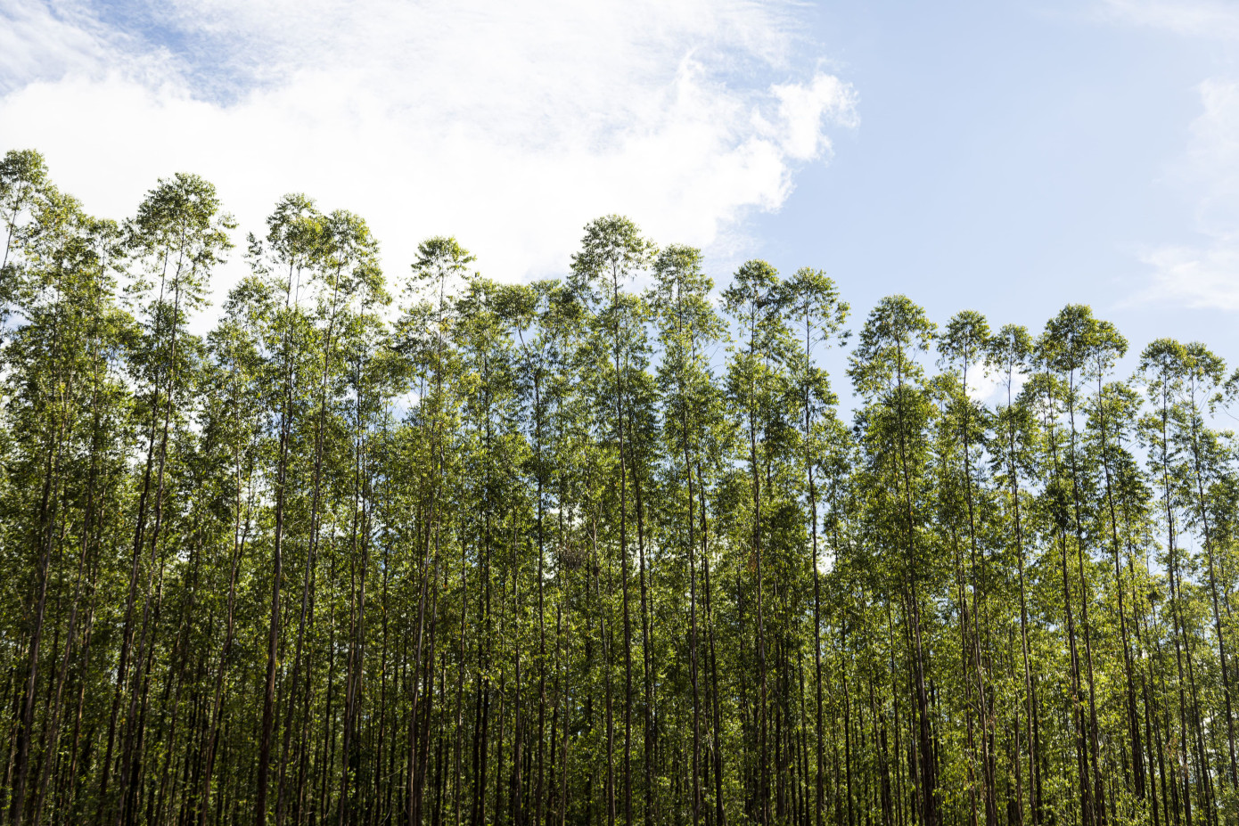 В 3 кв. 2025 г. выручка Suzano снизилась на 1%