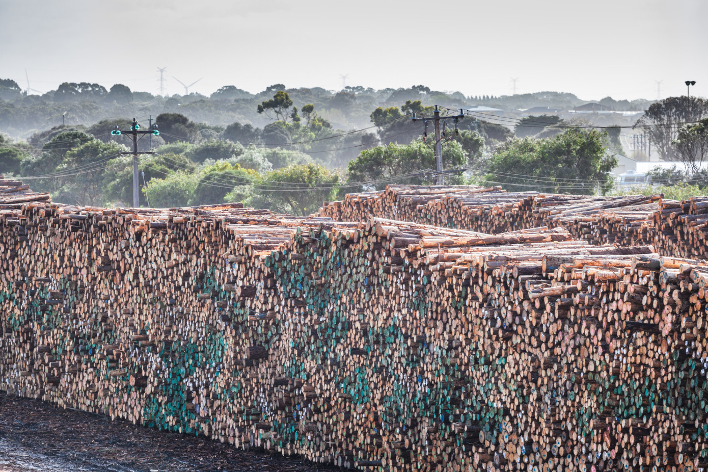 Australia"s log exports grow 7.1% in first quarter