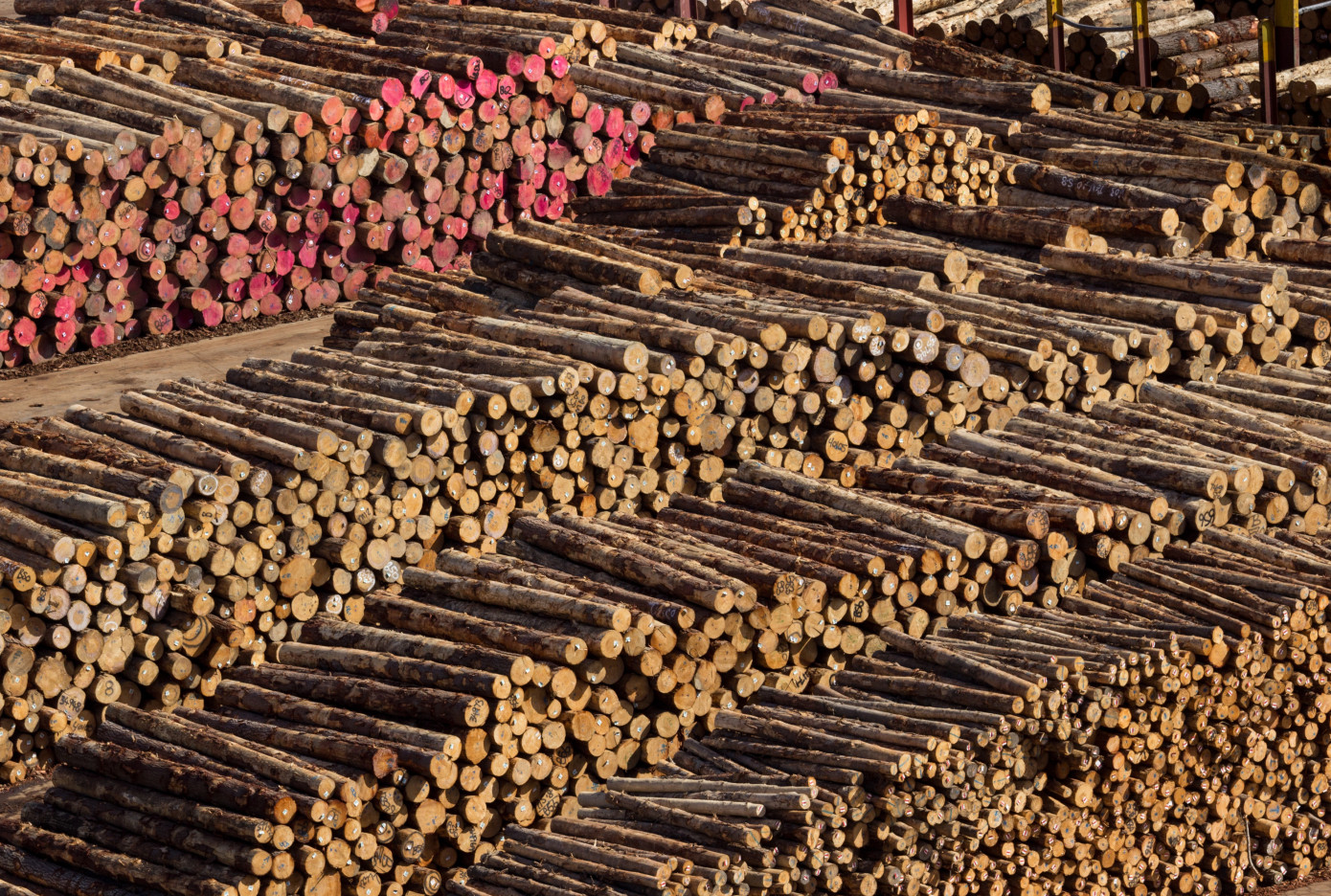 In October, exports of logs from Japan increase 23%