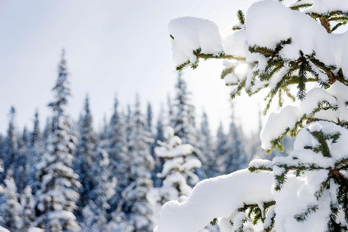 В 2025 г. продажи Mellanskog выросли на 11%