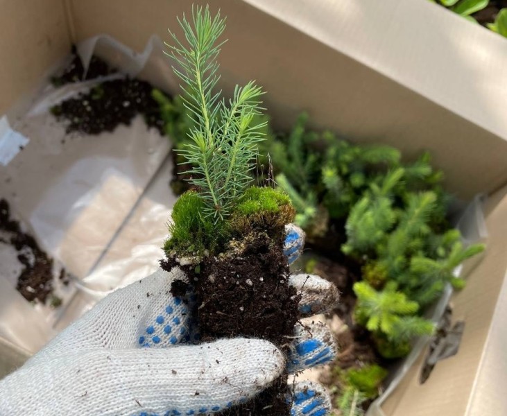 «Кама» восстановит 590 га леса