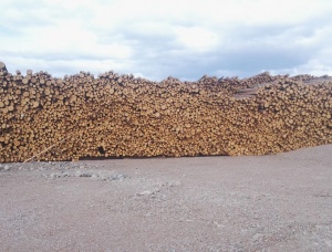 स्कॉट्स पाइन पल्पवुड 600 mm x 3 m
