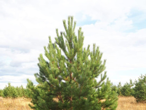 Pine Tree Seedlings  151-160