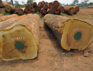 Sägeblöcke Iroko (Mvuli 30 in. x 20 ft.