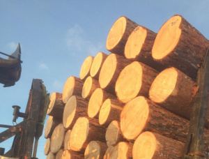 Sibirya çamı Kerestelik tomruk 500 mm x 6 m