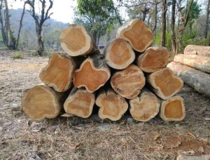 Teca Plantones forestales  101-110