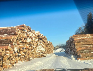 Пиловочник Сосна сибирская 400 мм x 6 м