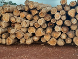 Teak Sawlog 160-445 mm x 2.3 m