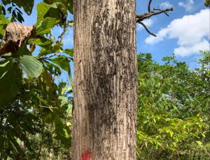 Teak Sawlog 1300 mm x 8 m