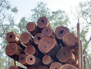 Cooktown Ironwood Toras para serraria 700 mm x 7 m