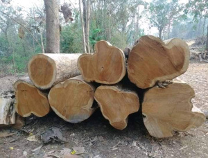 Teca Plantones forestales  101-110
