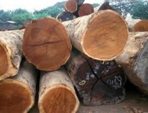 Sägeblöcke Iroko (Mvuli 30 in. x 20 ft.