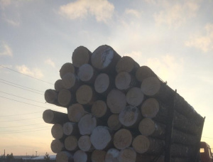 Sibirya çamı Kerestelik tomruk 500 mm x 6 m