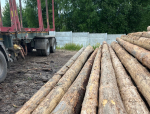 Spruce Sawlog 500 mm x 11.8 m