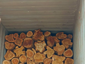 Teak Sawlog 160-445 mm x 2.3 m