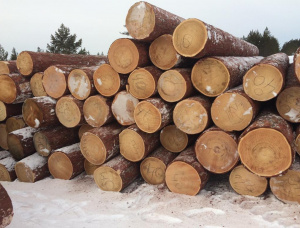Sibirya karaçamı Kerestelik tomruk 100 mm x 6 m