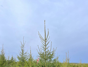 Pine Tree Seedlings  151-160
