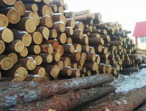 Лиственница кругляк 36 мм x 6 м