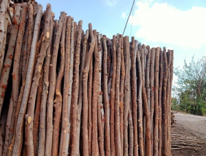 Sägeblöcke Eukalyptus 700 mm x 2 m