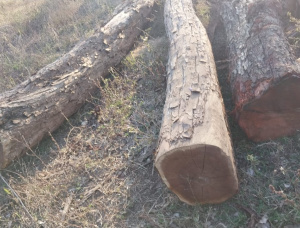 Peterebi Sawlog 450 mm x 2.1 m