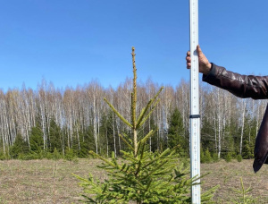 Pine Tree Seedlings  151-160