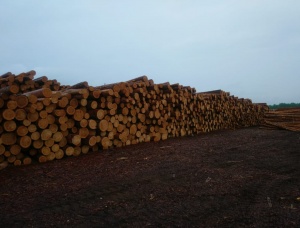 Sibirya çamı Kerestelik tomruk 200 mm x 6 m