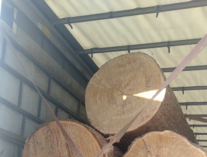 Pine Sawlog 500 mm x 6.1 m