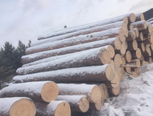 Sibirya çamı Kerestelik tomruk 500 mm x 6 m