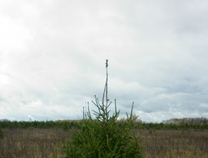 Саженцы Ель обыкновенная 141-150