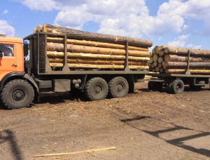 Pinheiro-silvestre Toras para serraria 400 mm x 6 m