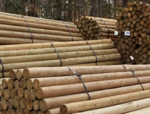 Pinus radiata Polacos 300 mm x 15 m