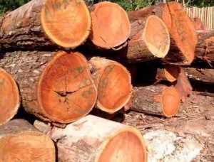 Bilinga (Opepe, Badi) Kerestelik tomruk 150 mm x 9 m