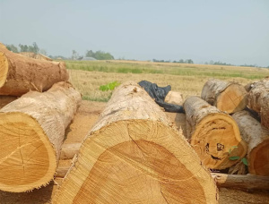 Пиловочник Тик 700 мм x 5 м