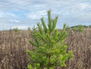 Pine Tree Seedlings  151-160