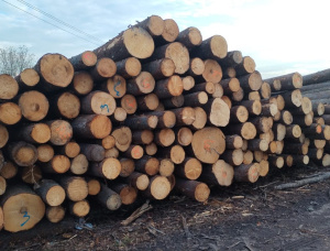 Spruce-Pine (S-P) Sawlog 500 mm x 6 m