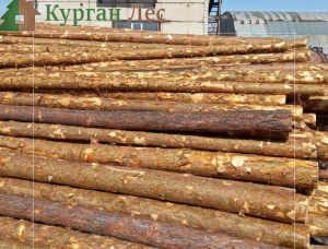 स्कॉट्स पाइन पल्पवुड 150 mm x 6 m