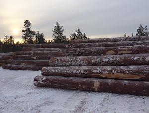Sibirya karaçamı Kerestelik tomruk 100 mm x 6 m