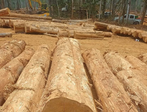 टीक सॉ लॉग 700 mm x 5 m